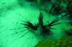 Muitos Lion Fish em mergulho em Invisible, no sul de Bonaire